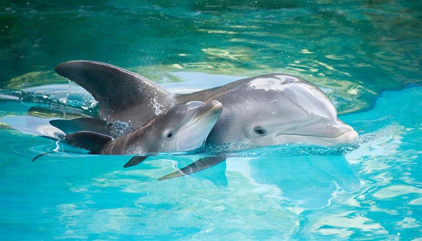 Il Delfino Il Delfino
